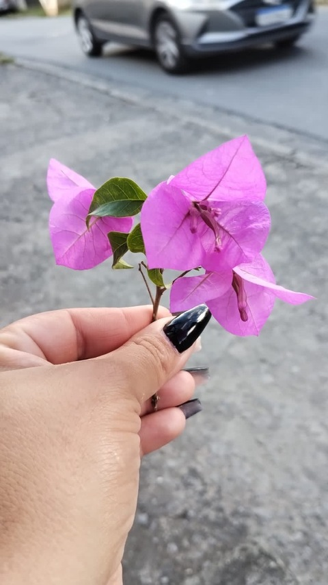 bianovaes onlyfans leaked picture 1