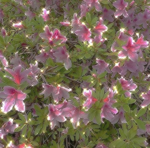 faeriebite onlyfans leaked picture 1