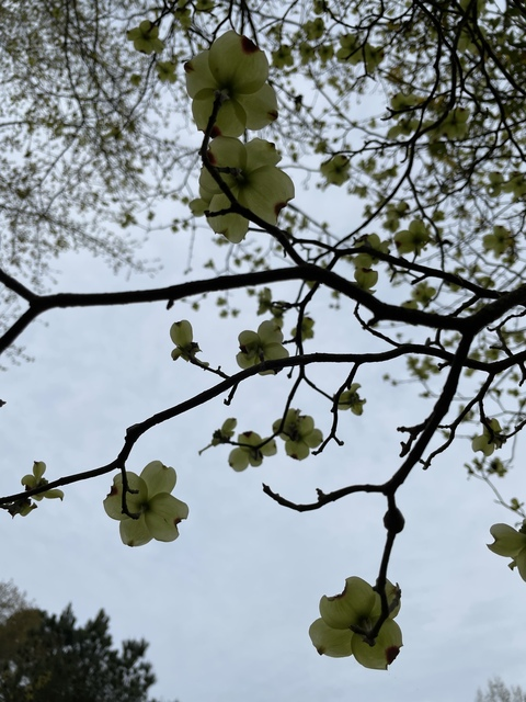 kittyscott1 onlyfans leaked picture 1