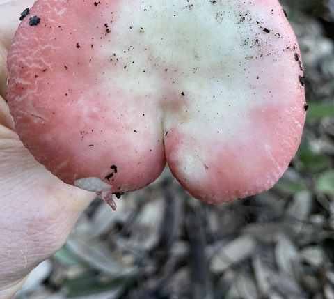 onlyfungi onlyfans leaked picture 2