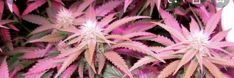 sweetpixxy0 onlyfans leaked picture 1